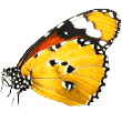 https://demre.antalyapetotel.com/wp-content/uploads/2019/08/butterfly.png